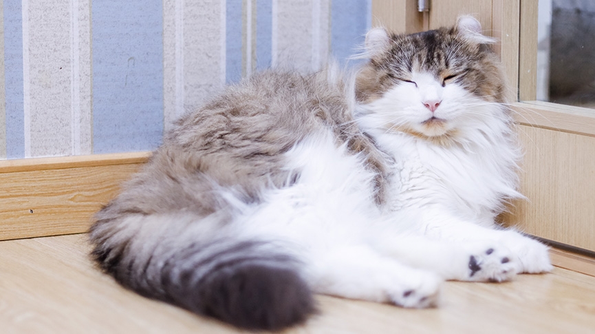 長毛貓品種全攻略-美國長毛貓性格-健康與飼養指南